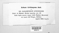 Gloeosporium andurnense image